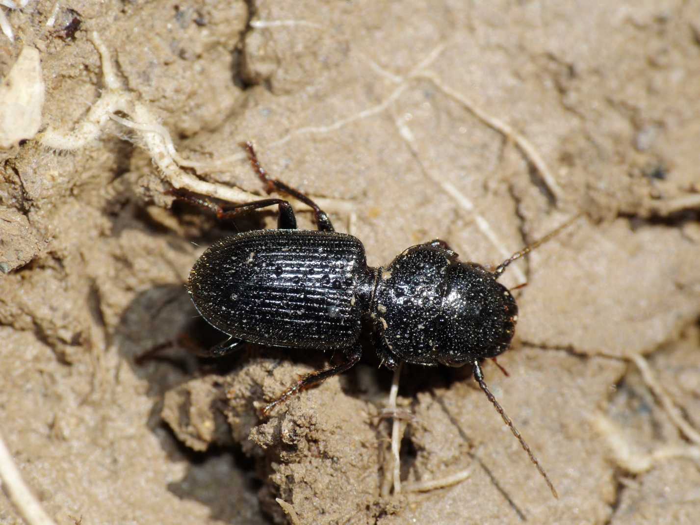Carabidae (Ditomus clypeatus)